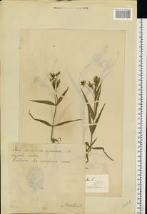 Rabelera holostea (L.) M. T. Sharples & E. A. Tripp, Восточная Европа, Эстония (E2c) (Эстония)