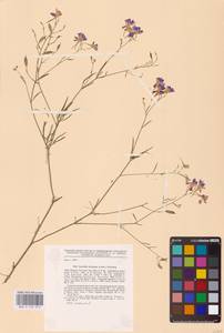 Delphinium consolida subsp. divaricatum (Ledeb.) A.Nyár., Восточная Европа, Северо-Украинский район (E11) (Украина)