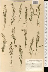 Ленец ползучий Ledeb., Монголия (MONG) (Монголия)