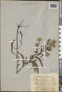 Pentanema britannicum (L.) D. Gut. Larr., Santos-Vicente, Anderb., E. Rico & M. M. Mart. Ort., Восточная Европа, Нижневолжский район (E9) (Россия)