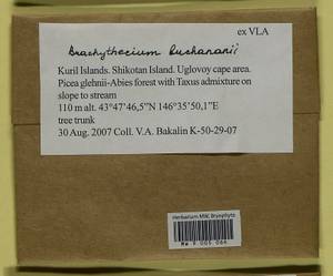 Brachythecium buchananii (Hook.) A. Jaeger, Гербарий мохообразных, Мхи - Дальний Восток (без Чукотки и Камчатки) (B20) (Россия)