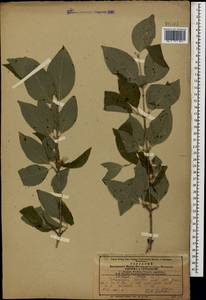 Кизил мужской, Кизил обыкновенный L., Кавказ, Азербайджан (K6) (Азербайджан)