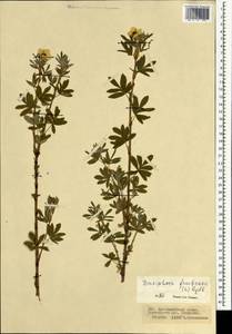 Курильский чай кустарниковый (L.) Rydb., Монголия (MONG) (Монголия)