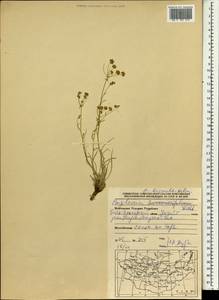 Володушка двустебельная Helm, Монголия (MONG) (Монголия)