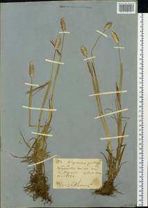 Лисохвост луговой L., Сибирь, Западный (Казахстанский) Алтай (S2a) (Казахстан)