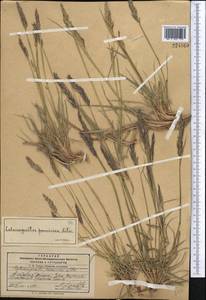 Calamagrostis holciformis Jaub. & Spach, Средняя Азия и Казахстан, Памир и Памиро-Алай (M2) (Киргизия)
