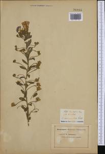 Convolvulus tricolor L., Западная Европа (EUR) (Неизвестно)