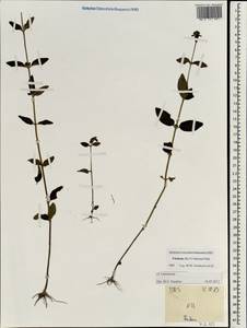 Lamiaceae, Зарубежная Азия (ASIA) (Вьетнам)