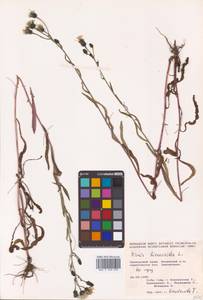 Picris japonica subsp. japonica, Сибирь, Дальний Восток (S6) (Россия)
