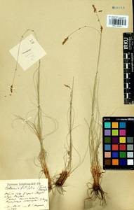 Carex macroprophylla (Y.C.Yang) S.R.Zhang, Сибирь, Прибайкалье и Забайкалье (S4) (Россия)