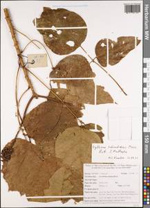 Erythrina subumbrans (Hassk.)Merr., Зарубежная Азия (ASIA) (Вьетнам)