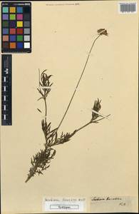 Scabiosa columbaria subsp. banatica (Waldst. & Kit.) Soó, Западная Европа (EUR) (Венгрия)
