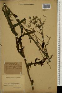 Lactuca quercina subsp. quercina, Восточная Европа, Северо-Украинский район (E11) (Украина)