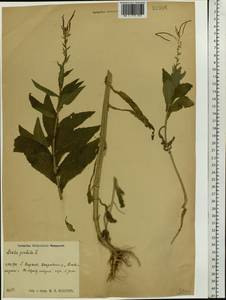 Catolobus pendulus (L.) Al-Shehbaz, Восточная Европа, Центральный район (E4) (Россия)