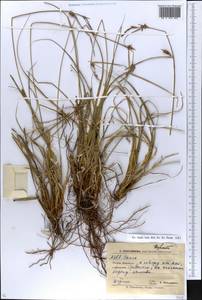 Осока, Восточная Европа, Южно-Украинский район (E12) (Украина)