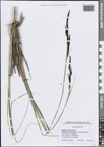 Осока высокая All., Восточная Европа, Северо-Западный район (E2) (Россия)