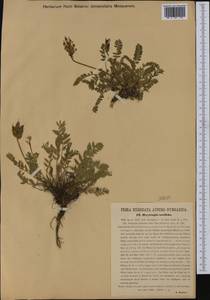 Oxytropis campestris subsp. sordida (Willd.)C.Hartm., Западная Европа (EUR) (Австрия)