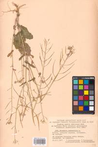 Brassica rapa subsp. sylvestris (L.) Janch., Восточная Европа, Московская область и Москва (E4a) (Россия)