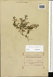 Герань маленькая, Герань мелкая L., Кавказ, Азербайджан (K6) (Азербайджан)