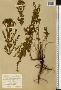 Зверобой продырявленный L., Восточная Европа, Восточный район (E10) (Россия)