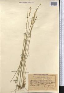 Пырейник ползучий (L.) Gould, Средняя Азия и Казахстан, Памир и Памиро-Алай (M2) (Узбекистан)