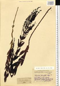 Вероника ненастоящая, Вероника сомнительная L., Сибирь, Западный (Казахстанский) Алтай (S2a) (Казахстан)