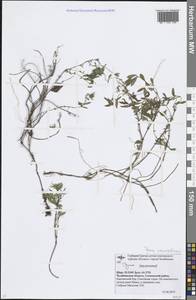 Thymus pannonicus All., Восточная Европа, Восточный район (E10) (Россия)