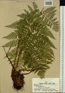Dryopteris dilatata subsp. dilatata, Восточная Европа, Центральный район (E4) (Россия)
