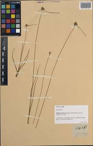 Lipocarpha chinensis (Osbeck) J.Kern, Зарубежная Азия (ASIA) (Филиппины)