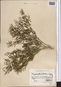 Zygophyllum jaxarticum Popov, Средняя Азия и Казахстан, Северный и Центральный Тянь-Шань (M4) (Казахстан)
