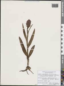 Пальчатокоренник кровавый (O.F.Müll.) P.D.Sell, Восточная Европа, Центральный лесостепной район (E6) (Россия)