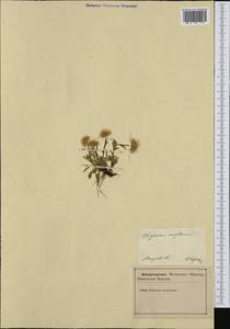 Мелколепестник одноцветковый L., Западная Европа (EUR) (Словения)