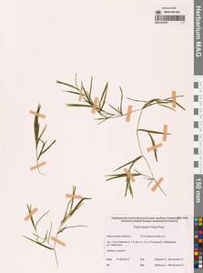 Рдест Фриза, Рдест Фриса Rupr., Сибирь, Чукотка и Камчатка (S7) (Россия)