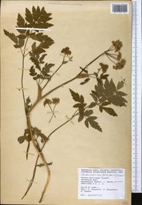 Selinum ponticum (Boiss.) Hand, Зарубежная Азия (ASIA) (Турция)