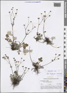 Лапчатка белоснежная, Лапчатка снежная L., Сибирь, Алтай и Саяны (S2) (Россия)