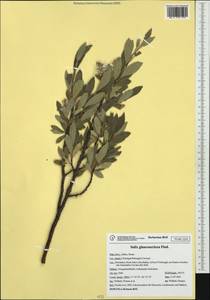 Salix glaucosericea B. Flod., Западная Европа (EUR) (Италия)