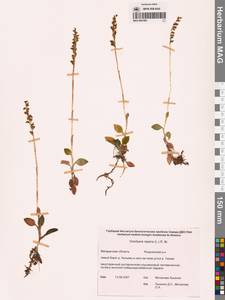 Гудайера ползучая (L.) R.Br., Сибирь, Чукотка и Камчатка (S7) (Россия)