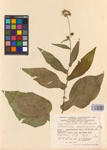 Doronicum austriacum Jacq., Восточная Европа, Западно-Украинский район (E13) (Украина)