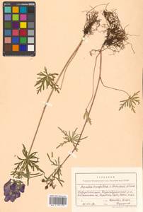 Aconitum karafutense subsp. baburinii (Vorosch.) Vorosch., Сибирь, Дальний Восток (S6) (Россия)