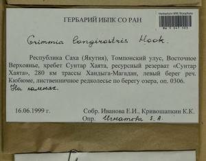 Grimmia longirostris Hook., Гербарий мохообразных, Мхи - Якутия (B19) (Россия)