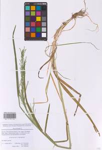 Мятлик обыкновенный L., Восточная Европа, Московская область и Москва (E4a) (Россия)