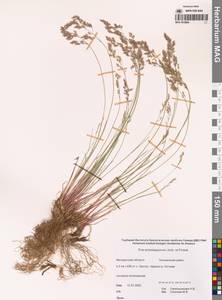 Мятлик сизый, Сибирь, Чукотка и Камчатка (S7) (Россия)