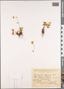 Ranunculus polyanthemos subsp. meyerianus (Rupr.) Elenevsky & Derv.-Sokol., Кавказ, Грузия (K4) (Грузия)