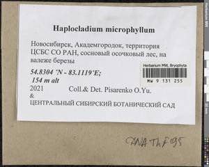 Haplocladium microphyllum (Sw. ex Hedw.) Broth., Гербарий мохообразных, Мхи - Западная Сибирь (включая Алтай) (B15) (Россия)