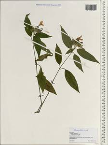Acanthaceae, Зарубежная Азия (ASIA) (Вьетнам)