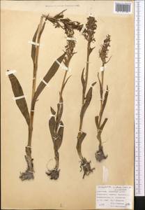 Dactylorhiza incarnata subsp. cilicica (Klinge) H.Sund., Средняя Азия и Казахстан, Памир и Памиро-Алай (M2) (Киргизия)