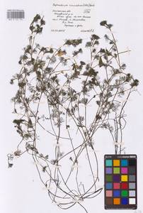 Водяной лютик завитой, Шелковник завитой Sibth., Восточная Европа, Центральный район (E4) (Россия)