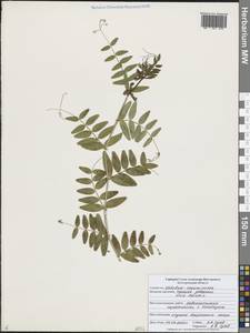 Горошек заборный L., Восточная Европа, Центральный лесостепной район (E6) (Россия)