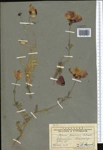Roemeria pavonina, Средняя Азия и Казахстан, Памир и Памиро-Алай (M2) (Таджикистан)