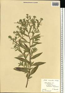 Symphyotrichum ×versicolor (Willd.) G. L. Nesom, Восточная Европа, Центральный лесной район (E5) (Россия)